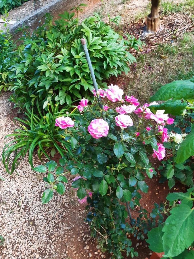 Apartment Jardin With Free Cowered Parking 扎达尔 外观 照片